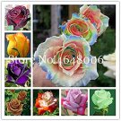 Fresh 100 Pcs Rose Color Rich Aroma Exotic Chinese Rosa Rose Crazy Promotion Seeds