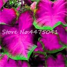 Fresh 150 Pcs Multiple Colour Thailand Caladium of Rainbow Flower Caladium (Color: 3) Seeds
