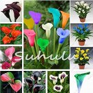 Fresh 100 Pcs Calla Lily Room Flowers Zantedeschia Aethiopica (Col:Mixed) Seeds