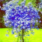 Fresh 100 Seeds Plumbago Auriculata Flowers Ceratostigma Plumbaginoides (Color: c)
