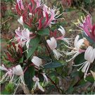 Fresh 100 Pcs Honeysuckle Climbing Vine Aromatic Jinyinhua Flower Tecomaria Capensis Seeds