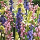 Fresh 100 Spanish Bluebells Mixture Wood Hyacinth Mix Seeds