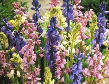 Fresh 100 Spanish Bluebells Mixture Wood Hyacinth Mix Seeds