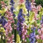 Fresh 100 Spanish Bluebells Mixture Wood Hyacinth Mix Seeds