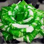 Fresh 50PCS Holland Candy Stripe Rose Seeds Bonsai Lover Gift Green White
