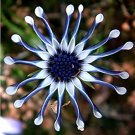 Fresh 100PCS African Blue Eyed Daisy Osteospermum s Cape Mix Flower (Color: mix 100) Seeds