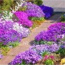 Fresh 200 pcs/Bag Rock Cress Flower Climbing Creeping Thyme (Color: 2) Seeds