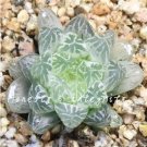 Fresh 100 Pcs Rainbow YuLu Succulents y Green Flower Lithops Pseudotr (Col:22) Seeds