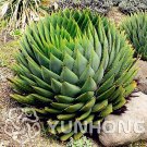 Fresh Spiral Succulents MESA Aloe polyphylla Rotation Aloe Vera Queen 100pcs/bag Seeds
