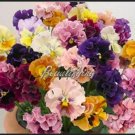 Fresh Mixed Color Pansy Wavy Viola Tricolor Flower Bright Folwer Mini 500 Pcs Seeds