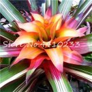 Fresh Colorful Flower 100 Pcs Cactus Bromeliad Courtyard Mini Succulent (Color:p) Seeds