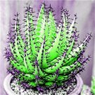 Fresh 200 Pcs Rainbow Aloe Mixed Succulent Aloe Vera Flower (Col:14) Seeds