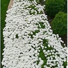 Fresh 500 pcs Creeping Thyme or Blue Rock CRESS Ground Cover Flower Flores (Color:22) Seeds