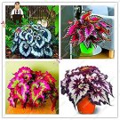 Fresh 100pcs Coleus Foliage s Perfect Color Arc Dragon Flower Semente (Color: Blue) Seeds