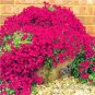 Fresh 500 pcs Creeping Thyme or Blue Rock CRESS Ground Cover Flower Flores (Color:10) Seeds