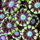 Fresh 10pcs Crassula Capitella Thyrsiflora Red Succulent Cactus (Col:Clear) Seeds