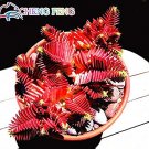 Fresh 10pcs Crassula Capitella Thyrsiflora Red Pagoda Succulent Cactus (Col:Red) Seeds