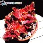 Fresh 10pcs Crassula Capitella Thyrsiflora Red Pagoda Succulent Cactus (Col:Red) Seeds