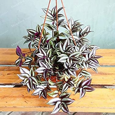 Fresh 100 Pcs Japanese Zebrina Pendula Schnizl Tree Office Desk Fresh The Air Seeds