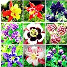 Fresh 100 pc Mixed Aquilegia Double Aquilegia Columbine Flower 24 Color Seeds