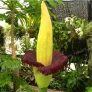 Fresh Garden Corpse Flower Plant Seeds