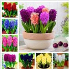 Fresh Color Mixing Hyacinth (Not Hyacinth Seeds)1 Pcs
