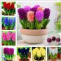 Fresh Color Mixing Hyacinth (Not Hyacinth Seeds)1 Pcs