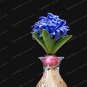 Fresh Hyacinth Bulb 1 piece
