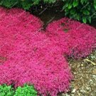 Fresh 300Pcs/Bag Creeping Thyme Color Rock CRESS Ground Cover Flower (Color:3) Seeds