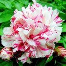 Fresh 10 Pcs/Lot Paeonia Lactiflora Tree Peony Hardy Perennial Flowers (Color: 10) Seeds