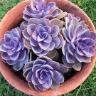 Fresh 100 PCS Succulent Radiation Succulents Flower Seeds