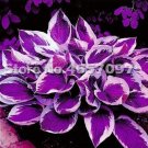 Fresh 200PCS Hosta Plant Seeds Perennials Plantain Flower Bonsai Rare Lily Fowers