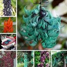 Fresh 5PCS Mucuna Pruriens Black Jade Vine Seeds woody climbing perennial flowers