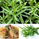 Fresh 10PCS Tarragon Seed Artemisia dracunculus Seed