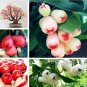 Fresh 50PCS Wax Seeds Tropical Fruit Tree Seeds