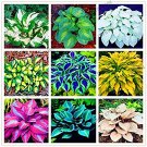 Fresh 200pcs/bag Hostaain Lily Flower White Lace Ground Cover Flores (Color: Mix) Seeds