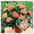 Fresh Hot Sale 100 Colorful Ixora Chinensis Flower Perennial Bougainvillea Your Potted Seeds