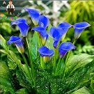 Fresh 100Pcs Calla Flower Calla Lily Flower (Not Calla Bulbs) (Color:Deep Blue)