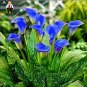 Fresh 100Pcs Calla Flower Calla Lily Flower (Not Calla Bulbs) (Color:Deep Blue)