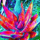 Fresh 500 pcs Charming Aloe Mix Houses Succulent Aloe Vera Edible Cosmetic (Col:15) Seeds