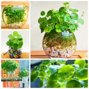 Fresh 30 Pcs Hydrocotyle Vulgaris Aquatic s Money Grass Coins Grass Seeds