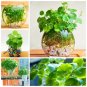 Fresh 30 Pcs Hydrocotyle Vulgaris Aquatic s Money Grass Coins Grass Seeds
