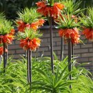 Fresh 200 pcs/Pack Red Yellow Imperial Crown Ground Cover Seeds