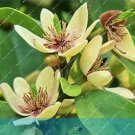 Fresh 100pcs/bag Aromatic Michelia Alba Flower Magnolia Perfume Seeds