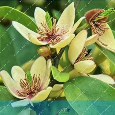 Fresh 100pcs/bag Aromatic Michelia Alba Flower Magnolia Perfume Seeds