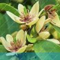Fresh 100pcs/bag Aromatic Michelia Alba Flower Magnolia Perfume Seeds