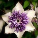 Fresh Clematis Bulbs Clematis Mix Clematis hybridas Climbing Landscaping 50pcs