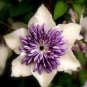 Fresh Clematis Bulbs Clematis Mix Clematis hybridas Climbing Landscaping 50pcs