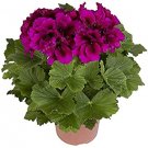 Fresh 30PCS/Bag Multiple Colour Geranium Flower Pelargonium as Flower (Col:Red) Seeds