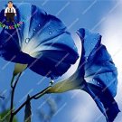 Fresh 100 Pcs/Bag Morning Glory Flowers StarBlue s as Patio (Color: Black) Seeds